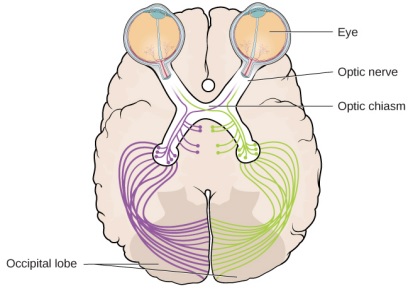 Illustration of how objects seen through the eyes are perceived in the brain