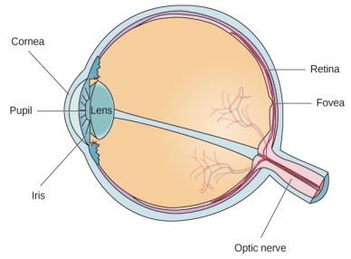 Anatomy of Eye